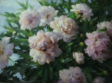 Куст пиона Николаев Ю.В.