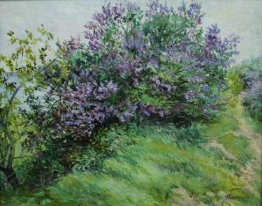 Куст сирени Таланцева Л.П.