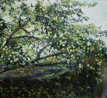 Урожай яблок Таланцева О.А.