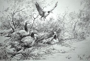 Утки Поляков С.В.