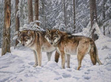 Волки Чернышов М.В.