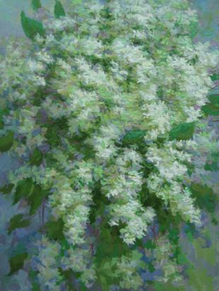 Белая сирень 158