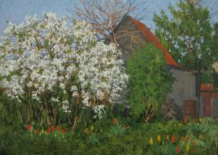 Цветущая яблоня 133