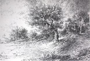 Опушка леса 143