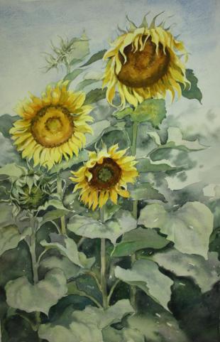 Подсолнухи 47