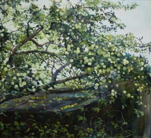 Урожай яблок 286