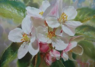 Яблоневый цвет 181